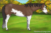 Horse Color:Bay Splash Frame 