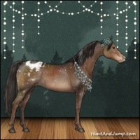 Horse Color:Liver Chestnut Appaloosa