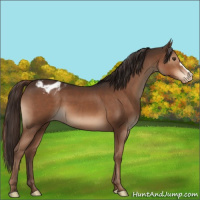 Horse Color:Liver Chestnut Appaloosa 