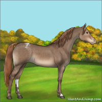 Horse Color:Liver Red Dun Appaloosa 