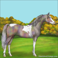 Horse Color:Nacre Silver Grullo Splash Tobiano 