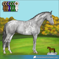 Horse Color:Black Tobiano  and Smoky Black 