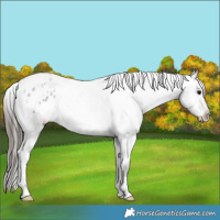 Horse Color:White Spotted Black Varnish 