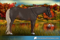 Horse Color:Liver Chestnut Rabicano