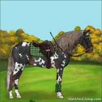 Horse Color:White Spotted Liver Chestnut Rabicano 