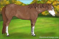 Horse Color:Chestnut Sabino 