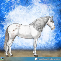 Horse Color:Bay Splash Tobiano Appaloosa  and Bay Splash Tobiano Appaloosa 