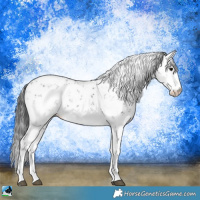 Horse Color:Black Sabino 