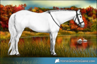 Horse Color:Gray Liver Chestnut Rabicano 