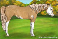 Horse Color:Palomino Splash 