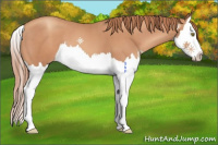 Horse Color:Gold Champagne Splash