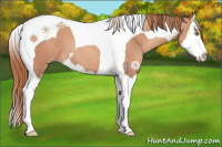Horse Color:Gold Champagne Splash Tobiano 