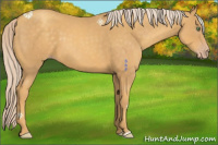 Horse Color:Gold Cream Champagne 