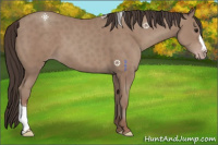 Horse Color:Classic Champagne 