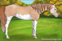Horse Color:Gold Champagne Splash 