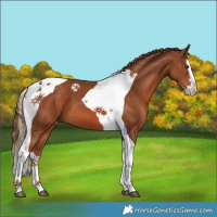 Horse Color:Chestnut Splash Tobiano