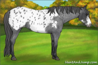 Horse Color:Blue Roan Frame Appaloosa