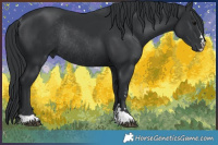 Horse Color:Black Rabicano 