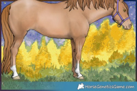 Horse Color:Chestnut Pearl 