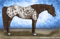 Horse Color:Liver Chestnut  and Liver Chestnut Appaloosa 