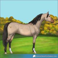 Horse Color:Bay Dun 