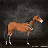 Horse Color:Bay Sabino