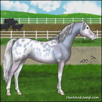 Horse Color:Watercolor Silver Buckskin Onyx Blanket Rabicano 