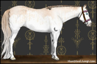 Horse Color:Perlino Splash Appaloosa and Gray Perlino Splash Appaloosa