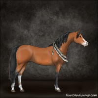 Horse Color:Bay Sabino 