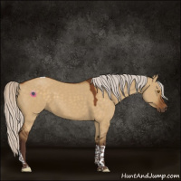 Horse Color:Silver Buckskin Dun Tobiano