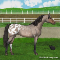 Horse Color:Brown Roan Dun Appaloosa 