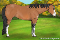 Horse Color:Bay Sabino 