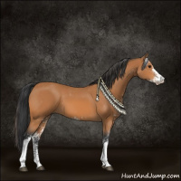 Horse Color:Bay Sabino 