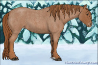 Horse Color:Red Roan Appaloosa 