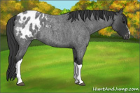 Horse Color:Blue Roan Appaloosa 