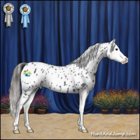Horse Color:Black Splash Near Leopard 