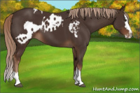 Horse Color:Liver Chestnut Sabino Splash Appaloosa  and Liver Chestnut Sabino Splash 