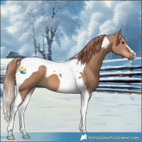 Horse Color:Red Dun Tobiano 