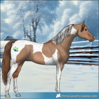 Horse Color:Red Dun Tobiano 