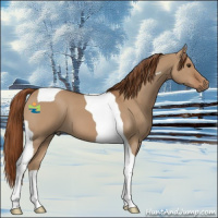 Horse Color:Red Dun Tobiano