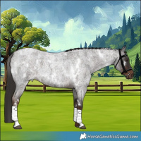 Horse Color:White Spotted Liver Red Roan 