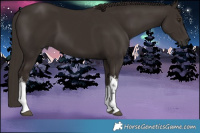 Horse Color:White Spotted Liver Chestnut 