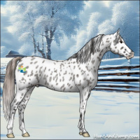 Horse Color:Grullo Roan Near Leopard 