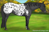 Horse Color:Blue Roan Blanket 