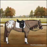 Horse Color:Liver Red Dun Sabino Appaloosa 