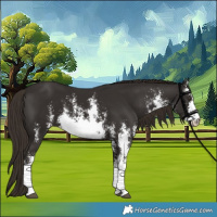 Horse Color:White Spotted Liver Chestnut Sabino 