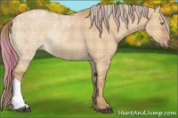 Horse Color:Plaid  Chocolate Palomino Ice Dun Rabicano 