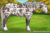 Horse Color:Silver Brown Ice Sabino Rabicano