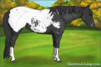 Horse Color:Black Tobiano Appaloosa 