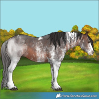 Horse Color:White Spotted Brown Tobiano 